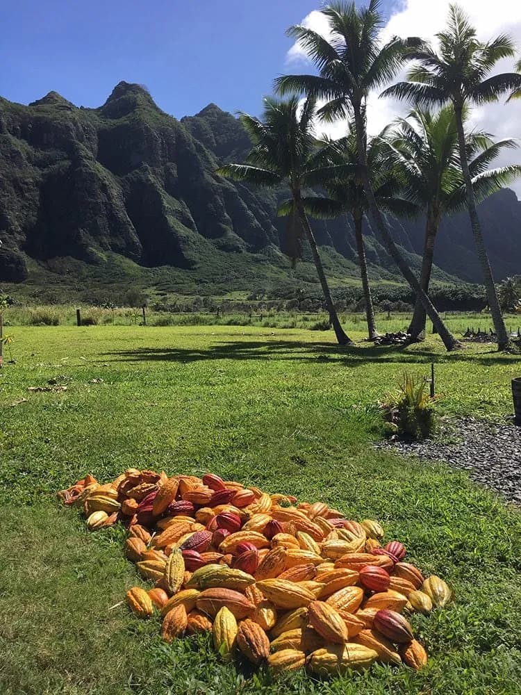 Kualoa Grown — photo 5